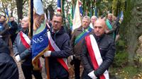 Pokaż zdjęcie w powiększeniu Gołębie zdjęcie